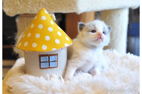 販売中の埼玉県のラグドール-117451の5枚目